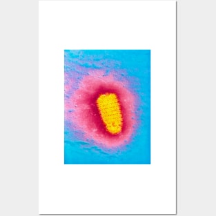 TEM of rabies virus (M050/0056) Posters and Art